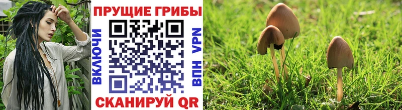 Псилоцибиновые грибы Psilocybe  Купить  Кудымкар 
